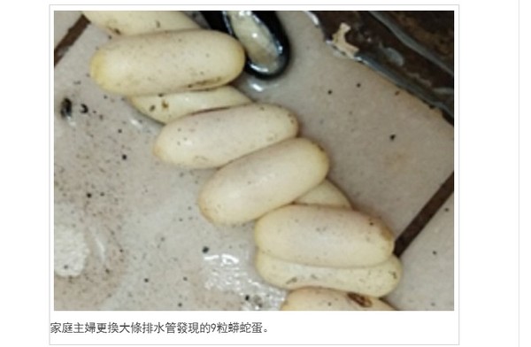 大掃除人妻更換排水管　打開裡面竟然冒出「9顆蛇蛋」。（圖／翻攝自馬來西亞《中國報》）