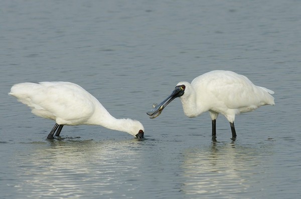 關渡公園水鳥。（圖／台北市動保處提供）