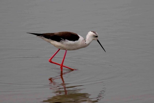 關渡公園水鳥。（圖／台北市動保處提供）