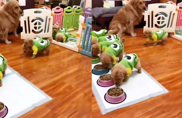  ▲▼狗媽咬開柵欄...7隻小阿金衝碗「一字排開」　整齊搖臀萌炸！（圖／翻攝自Instagram:wow.cute.dog）