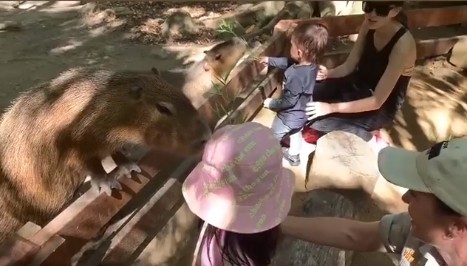 ▲小周周和Romeo在澳洲餵動物。（圖／翻攝自周杰倫Instagram）