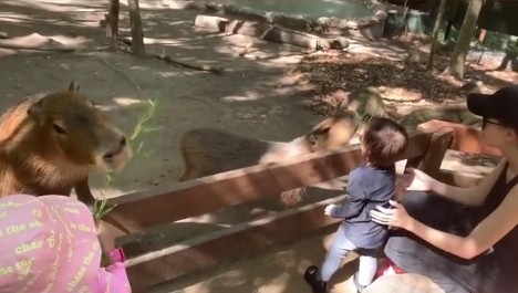 ▲小周周和Romeo在澳洲餵動物。（圖／翻攝自周杰倫Instagram）