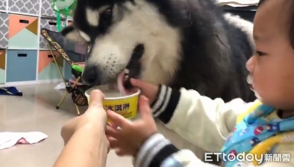 ▲貪吃小弟搶走「雪橇犬」冰淇淋！（圖／網友Eri Tanaka提供，請勿隨意翻拍，以免侵權。）