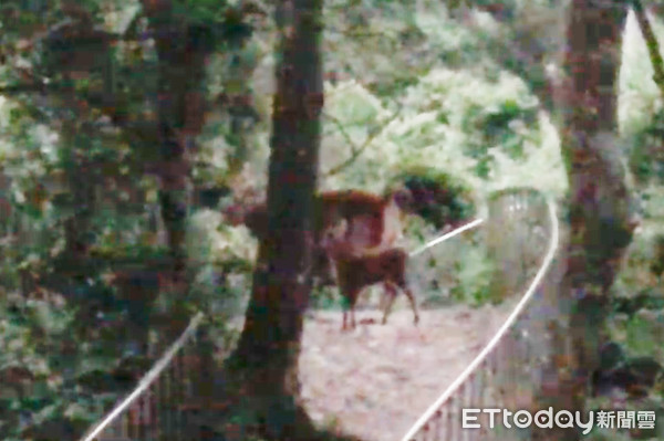 ▲田中鎮長青登山步道，發現一頭母鹿橫死，動物防疫所研判疑似遭到野狗咬死所致。（圖／記者唐詠絮翻攝）