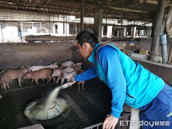 ▲▼全島抗豬瘟！永懷畜牧場李姓養豬戶使用環保酵素水餵豬，增加抵抗力，不用廚餘，用酒糟混合飼料餵食，並加強清潔豬舍，金門豬販生意不受影響，防疫所長要讓豬瘟停在海岸線，上不了岸。（圖／記者王亞志攝）