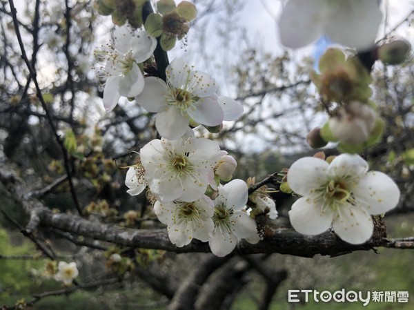 ▲▼高雄桃源區高海拔區域梅花出現花開盛況。（圖／記者宋德威攝，下同）