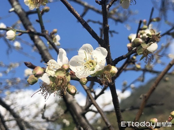 ▲▼高雄桃源區高海拔區域梅花出現花開盛況。（圖／記者宋德威攝，下同）