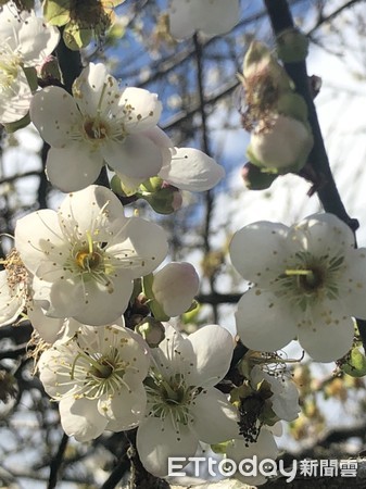 ▲▼高雄桃源區高海拔區域梅花出現花開盛況。（圖／記者宋德威攝，下同）