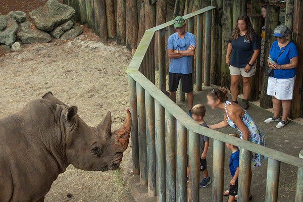 女童摔進犀牛圍欄。（圖／翻攝自Brevard Zoo）