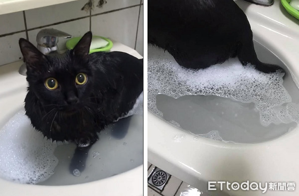 ▲貓咪洗澡水超髒，以為是牠褪色了。（圖／網友范植欣授權提供）