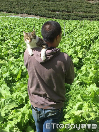 ▲貓咪為吸貓草卡罐子，獲救後眼神渙散。（圖／網友林文彬授權提供）