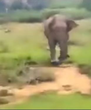 ▲41歲酒醉男子閒逛國家公園遇到野生大象，卻不知死活上前挑釁，結果被大象10秒內亂步踩死。（圖／翻攝自YouTube／Saradiel）