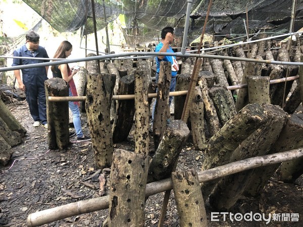 ▲▼高雄南橫桃源區梅山村優質私房景點。（圖／記者宋德威攝，下同）