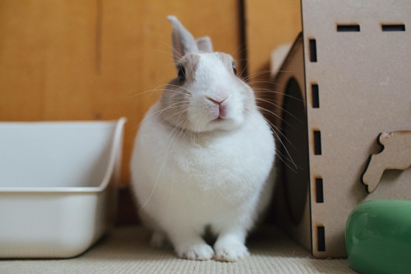 ▲萌兔床上又跳又滑像嗑藥。（圖／網友Maggie提供，請勿隨意翻拍，以免侵權）