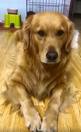 阿金見「私密影片」氣到斜眼狠瞪！（圖／翻攝自臉書社團《爆笑公社》）