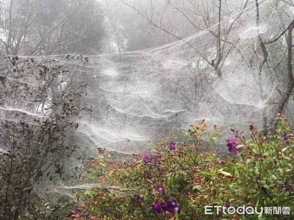 ▲一大片的蜘蛛網覆蓋樹林間，彷彿置身電影般的場景             。（圖／記者黃孟珍翻攝）