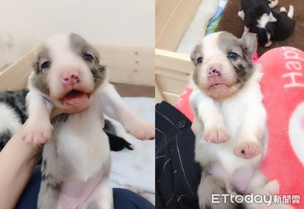 ▲小邊境打針超淡定！等到「瞇眼快睡著」：醫生可以快點嗎？（圖／粉專@邊牧女神Rella兵仔Jaeger與布偶阿喵提供，請勿隨意翻拍，以免侵權。）