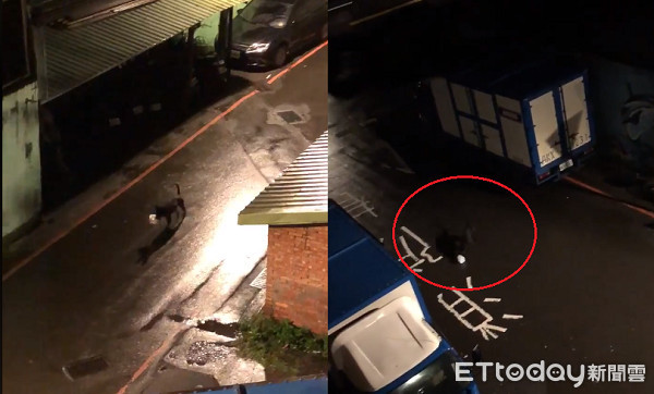 ▲▼半夜樓下叩叩叩！怒開窗見「邊緣狗」樂天玩杯子...她秒笑噴。（圖／有點毛毛的／網友柯郁芬提供）