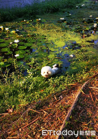 ▲比熊犬跳進水池玩耍，起來變小水怪。（圖／粉絲專頁「比熊犬＊偷比小少爺＊﹝偷比熊熊﹞」授權）