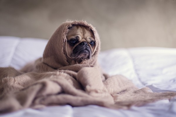 ▲▼狗,保暖,毯子,床,冷。（圖／翻攝自pixabay）