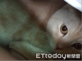 ▲ 誇張！沒空照料跛腳貓 飼主竟裝箱「快遞」到板橋動物之家棄養。（圖／新北市動保處提供）