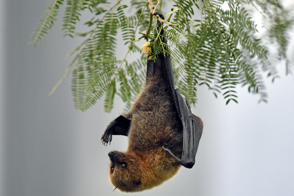 ▲研究人員在雲南的「食果類蝙蝠」身上發現新型的「絲狀病毒」。(示意圖／達志影像)