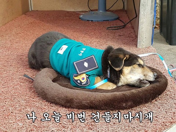 狗狗自己應徵警犬。（圖／翻攝自경찰청(폴인러브)）