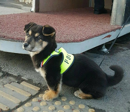 狗狗自己應徵警犬。（圖／翻攝自경찰청(폴인러브)）