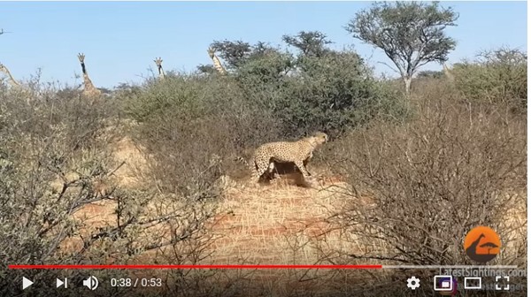 目擊獵豹「二王一后」野外3P　「野性嘶吼」讓長頸鹿也好奇偷窺。（圖／翻攝自YouTube／Kruger Sightings）