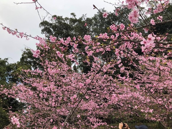 ▲寶山里櫻花公園１／６花況。（圖／網友雨寒提供，請勿隨意翻拍，以免侵權）