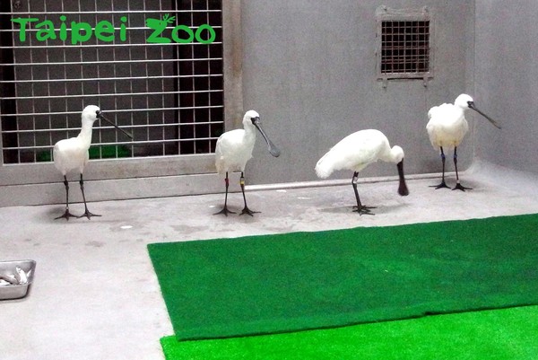 ▲救傷黑琵（Happy）後代返臺定居。（圖／台北市立動物園提供）