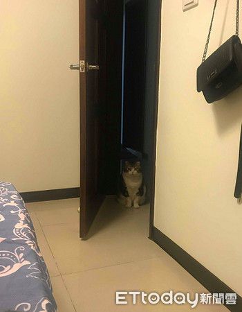 ▲貓咪打破媽咪心愛的紀念杯子。（圖／網友邵潔授權提供）