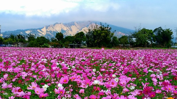 ▲台中市后里區波斯菊花海。（圖／IG@molly888666提供，請勿隨意翻拍，以免侵權）