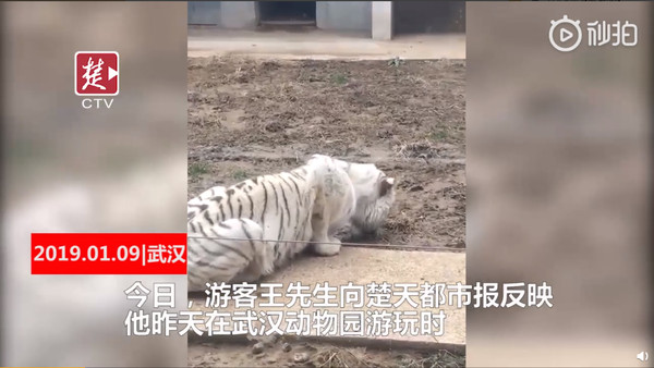 ▲▼武漢動物園老虎。（圖／翻攝楚天視頻截圖）