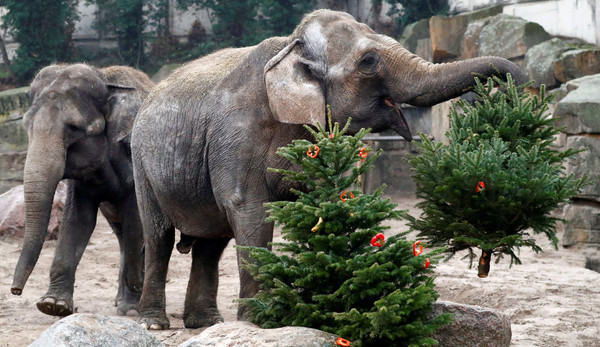 ▲▼動物園動物喜收聖誕樹。（圖／路透）