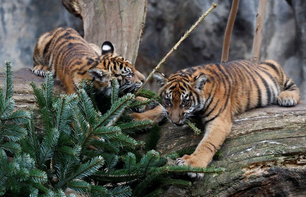▲▼動物園動物喜收聖誕樹。（圖／路透）