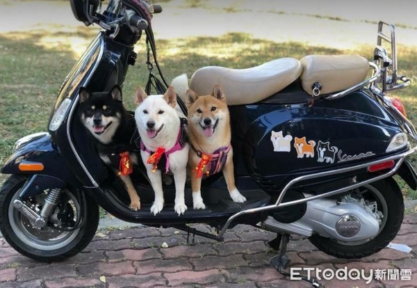 ▲爸比～不要啊啊啊！狗頭被「大嘴巴」塞住，網問號：到底看了啥。（圖／網友大翰李提供，請勿隨意翻拍，以免侵權。）