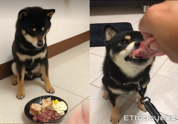 ▲爸比～不要啊啊啊！狗頭被「大嘴巴」塞住，網問號：到底看了啥。（圖／網友大翰李提供，請勿隨意翻拍，以免侵權。）