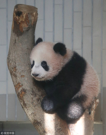 ▲▼日本東京上野動物園香香。（圖／CFP）