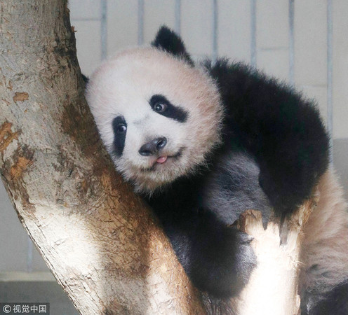 ▲▼日本東京上野動物園香香。（圖／CFP）