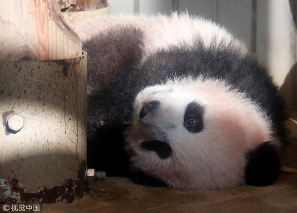 ▲▼日本東京上野動物園香香。（圖／CFP）