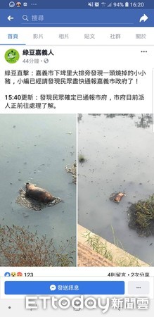 ▲▼民眾於嘉義市下埤大排拍下豬屍，通報後，市府立即派人前往採樣。（圖／記者翁聖勳翻攝，下同）