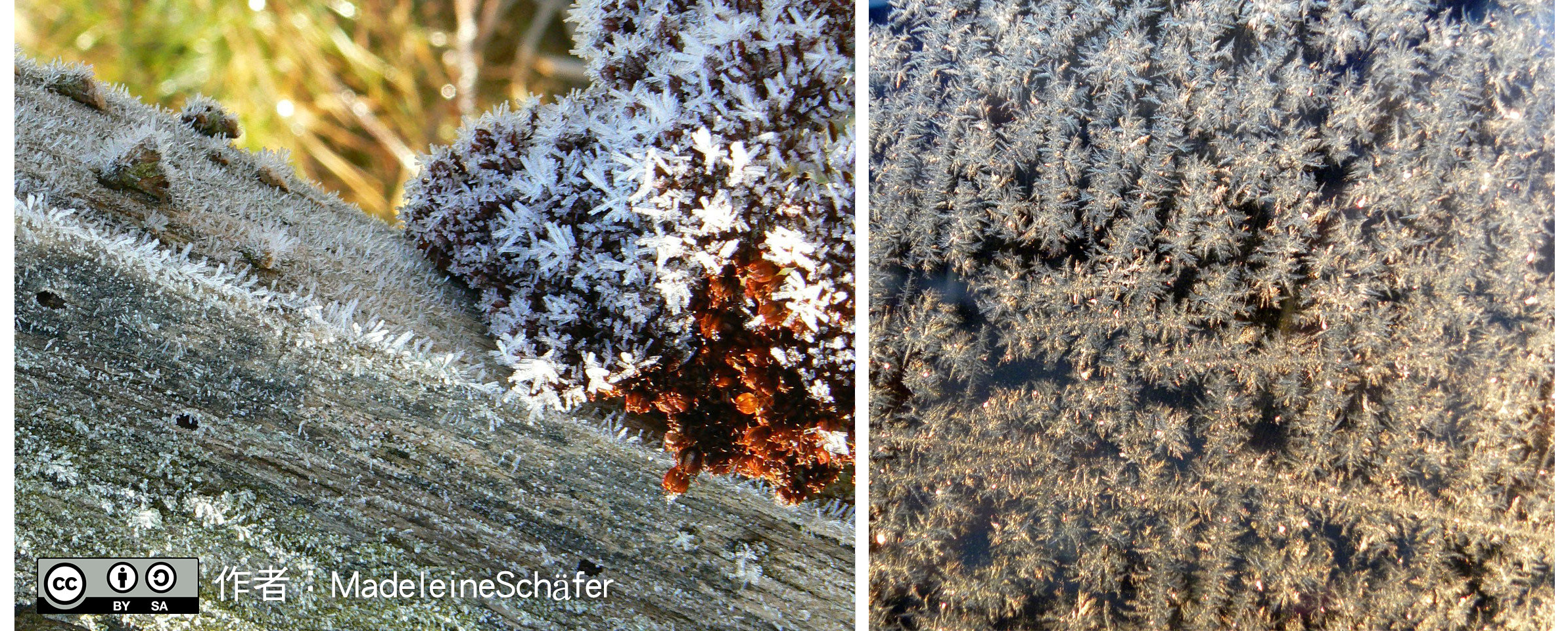 ▲▼樹幹與葉片上的霜(左)與汽車擋風玻璃的霜(右)。（圖／中央氣象局）