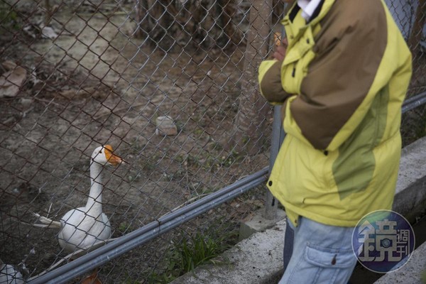 謝天福說，鵝3年前失蹤後，竟奇蹟出現在住家附近的池塘邊。