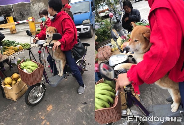 ▲哀怨眼神射過來！柴柴「後腿再痠」也要陪買菜：阿母快點...（圖／網友邱采翎提供，請勿隨意翻拍，以免侵權。）