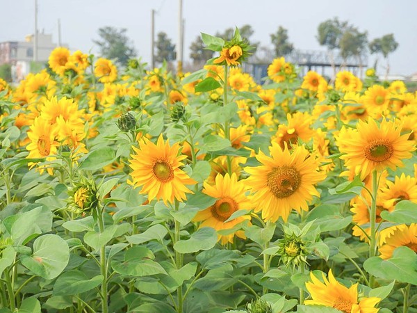 ▲▼ 雲林花海搶先爆發！4色波斯菊、向日葵「漸層花毯」盛開一個月（圖／小腹婆大世界）