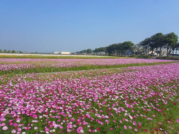 ▲▼ 雲林花海搶先爆發！4色波斯菊、向日葵「漸層花毯」盛開一個月（圖／小腹婆大世界）