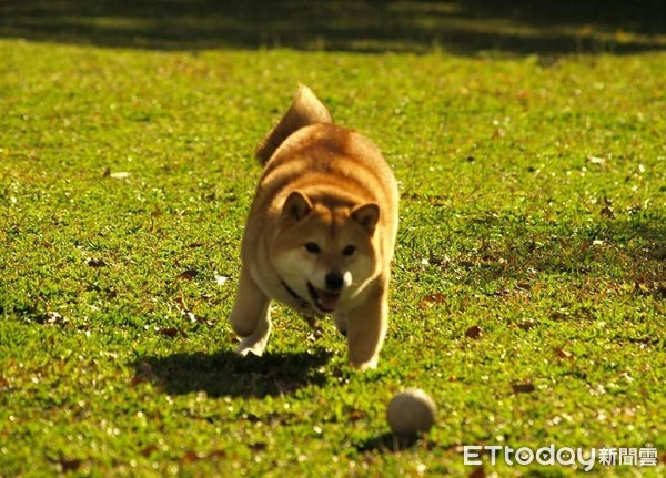 ▲柴犬安美。（圖／網友陳姿妤授權提供）