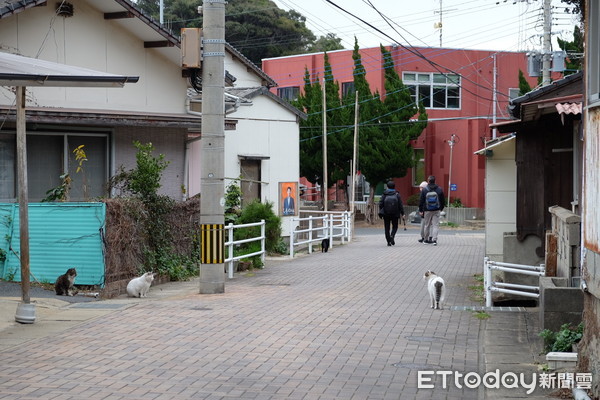 ▲北九州小倉藍島,貓之島。（圖／記者于佳云攝）