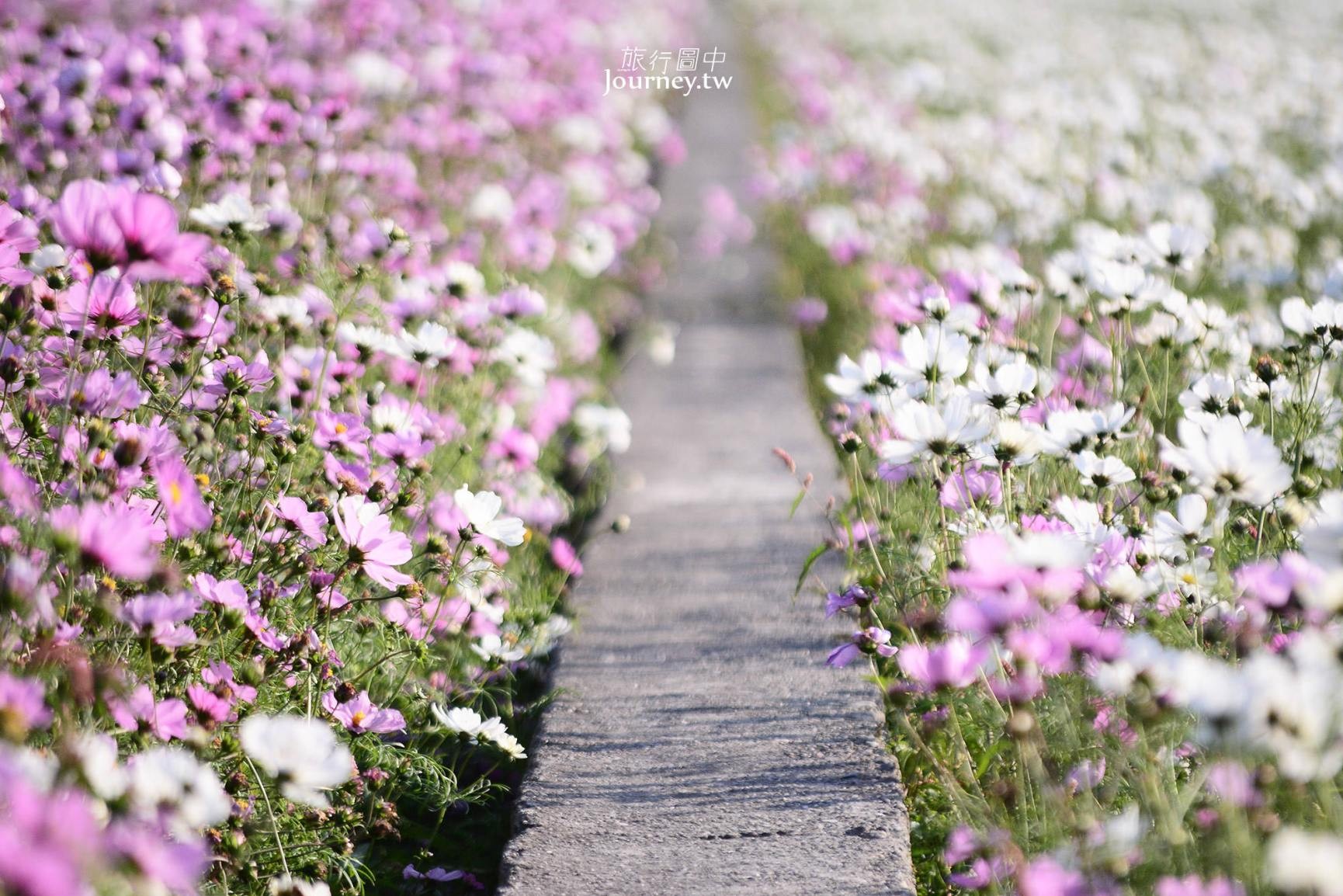 ▲▼雲林、莿桐：台灣十大景觀花田。（圖／許傑 提供）